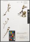 Foto von Salix retusa L.